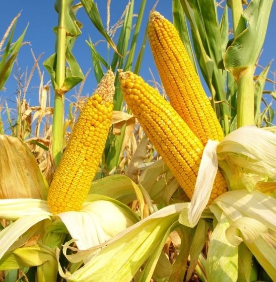 About M&VGlobaltrade